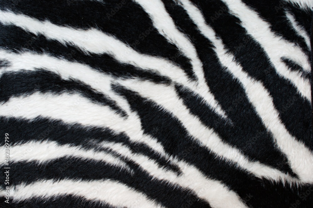 Abstract beautiful close-up black and white zebra skin fur background texture Abstract beautiful close-up black and white zebra skin fur background texture