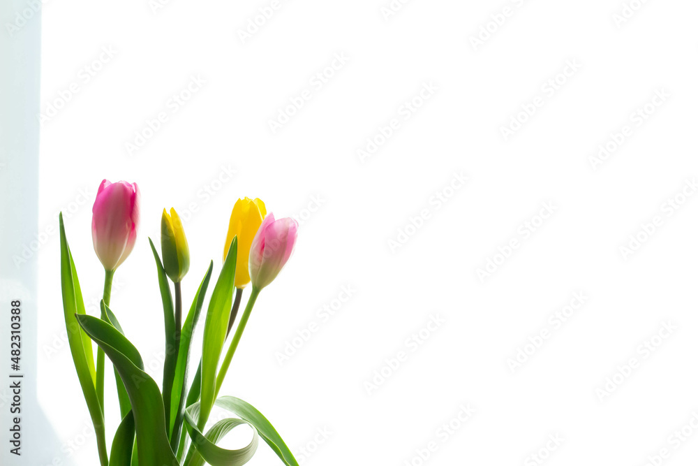 日差しがさすリビングのカーテン越し置かれた花瓶に入った黄色とピンクのチューリップ 日差しがさすリビングのカーテン越し置かれた花瓶に入った黄色とピンクのチューリップ