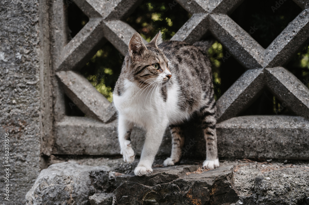 Obraz premium A spotted street cat walking along the street near the fence. Gurzuf cats.