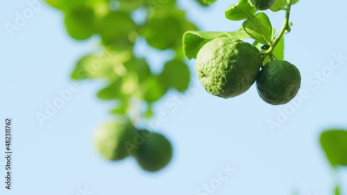 Bergamot tree or kaffir lime with green leaves on blue sky background. photo