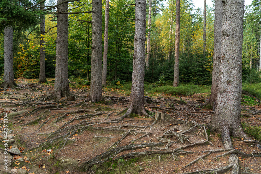 Pine forest. Many tree trunks as a background. Pine forest. Many tree trunks as a background.