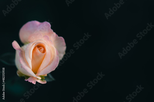 Beautiful pink rose flower on black background with copy space. Intimate symbol idea concept. Shallow depth of field.