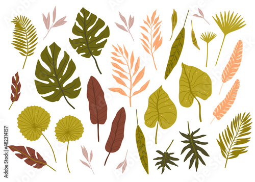 Tropical palm leaves. Jungle spirit. Isolted fern, monstera and other leaves.