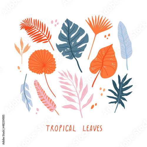 Tropical palm leaves. Jungle spirit. Isolted fern, monstera and other leaves.