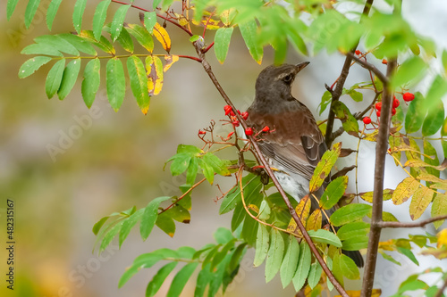 A rowan thrush sits on a rowan branch in late autumn. The bird is preparing for wintering. Soft focus.