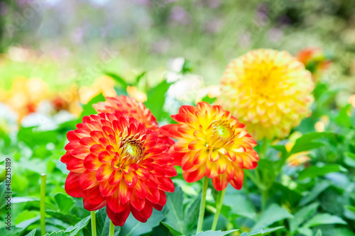 Three gorgeous bright orange dahlia flowers on a sunny summer day in a green meadow