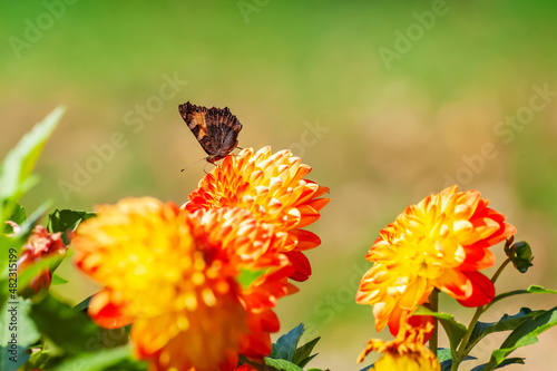 butterfly on a dahlia flower in the garden on a sunny summer day