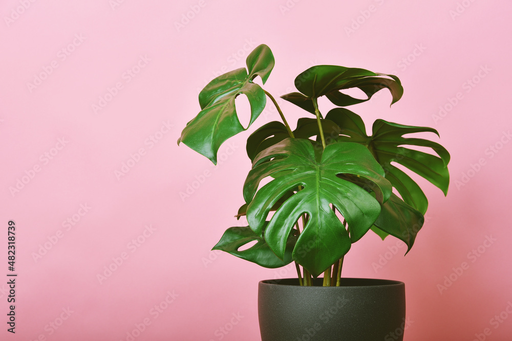 Artificial plant, Philodendron monstera planted on pink background, Indoor tropical houseplant for home and living room interior.