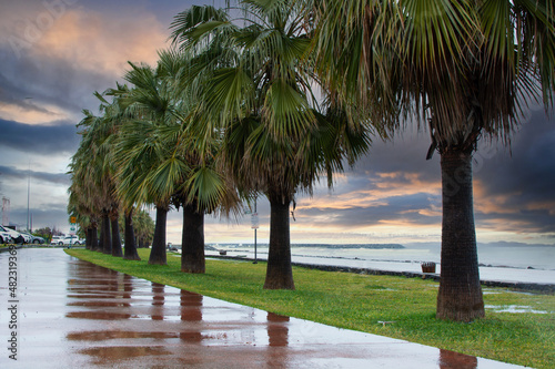 Fototapeta Naklejka Na Ścianę i Meble -  walking path, palm trees and seaside in rainy weather.