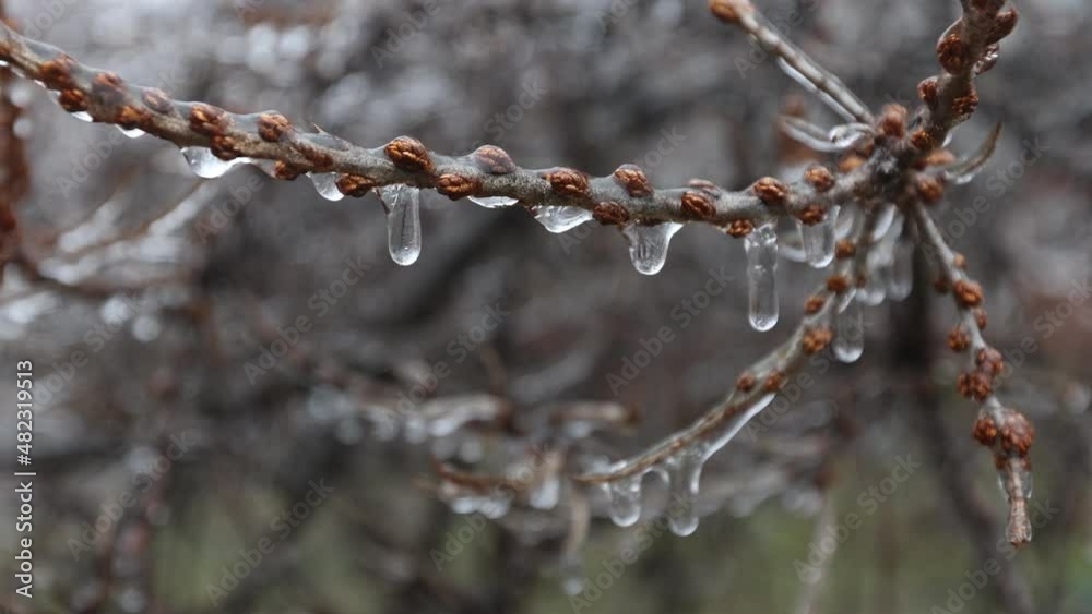 Iced autumn branches without leaves after autumn frosts. Mainly cloudy. Close-up. Iced autumn branches without leaves after autumn frosts. Mainly cloudy. Close-up.