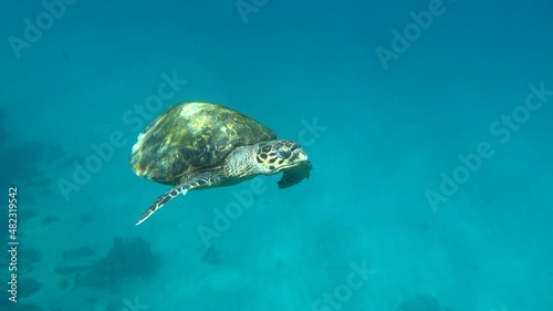 Sea turtles . Great Reef Turtle .Bissa. photo