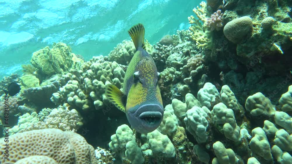 Triggerfishes Balistidae. Fish a type of bony fish Osteichthyes Spin