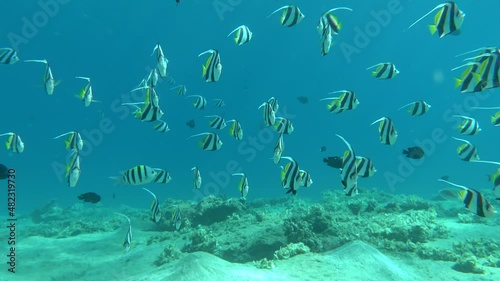 Butterfly fish. Schooling kabouba - Scholing bannerfish - Heniochus diphreutes (family Chaetodontidae) - grows up to 18 cm. Representatives of this genus of the bristle-toothed family have an elongate photo