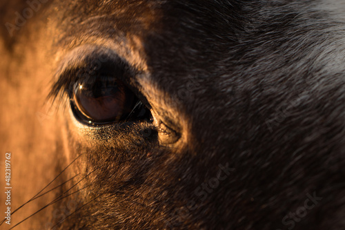 Horse eye in sun light - close-up shot © Natalia Navodnaia