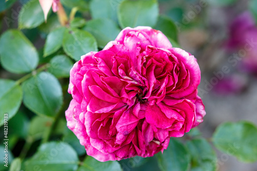 Blooming rose in the garden