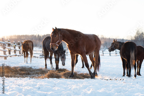 Young horses walking outdoors in levada. Cold winter sunny day at farm or ranch © Natalia Navodnaia