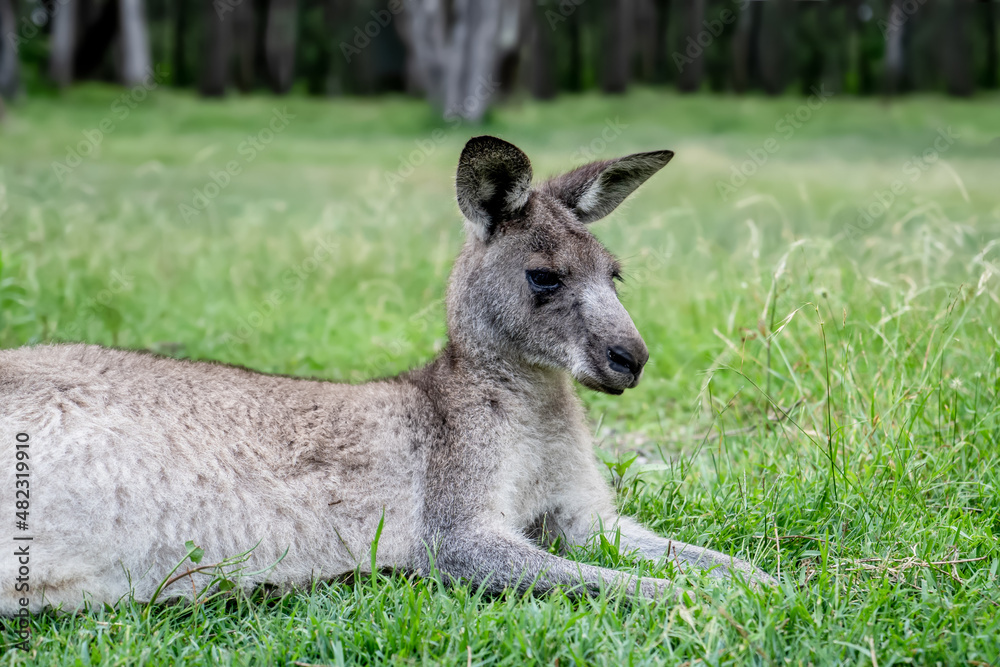 Male kangaroo laying on the green grass in the bush. Australian wildlife marsupial animal