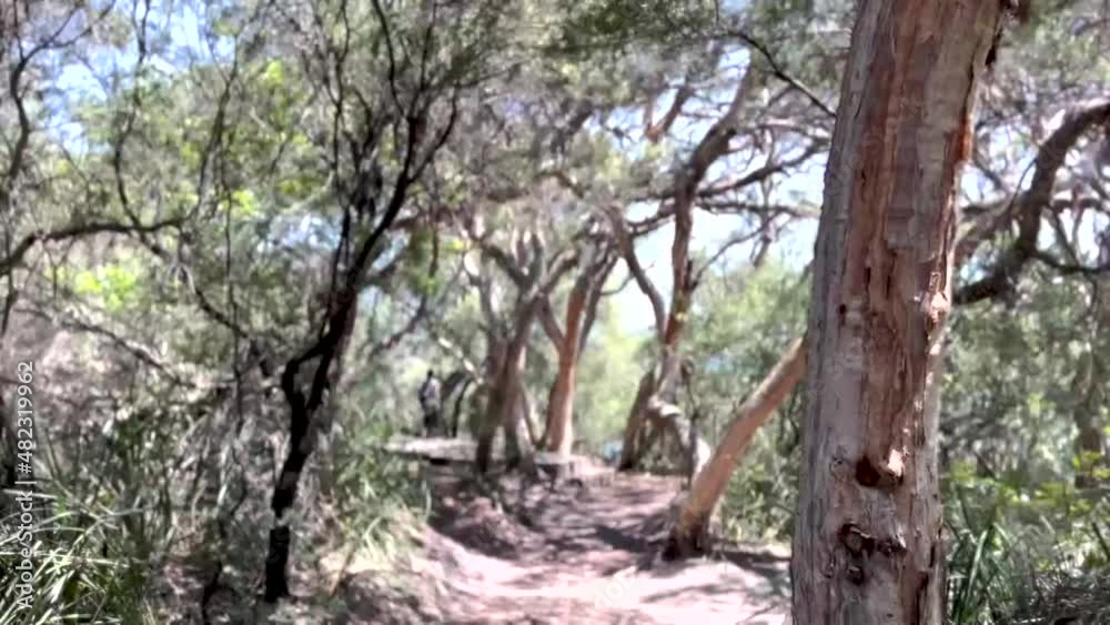 Walking through a hiking track surrounded by trees, seeing the sea and a cruising ferry, Hermitage Foreshore Walk, Sydney Australia Walking through a hiking track surrounded by trees, seeing the sea and a cruising ferry, Hermitage Foreshore Walk, Sydney Australia
