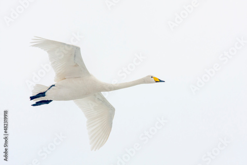 Large white bird in flight, whooper swan, cygnus cygnus in flight with spread wings	