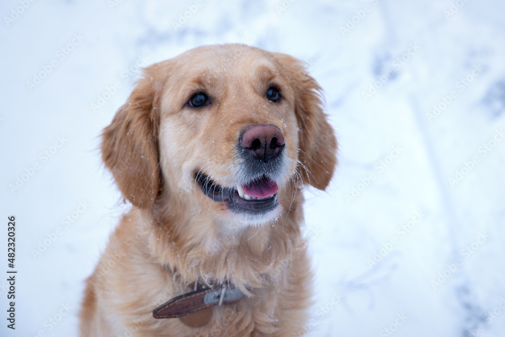 Portrait of a young golden retriever. Dog portrait.