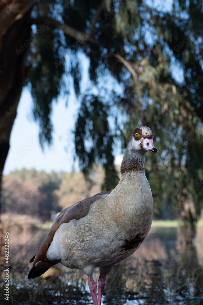 Beautiful Egyptian goose, duck, flew to the Winter Lake in Netanya Beautiful Egyptian goose, duck, flew to the Winter Lake in Netanya