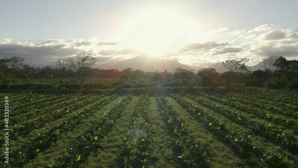 Lone skinny tree in the middle of a banana planation during golden hour Lone skinny tree in the middle of a banana planation during golden hour
