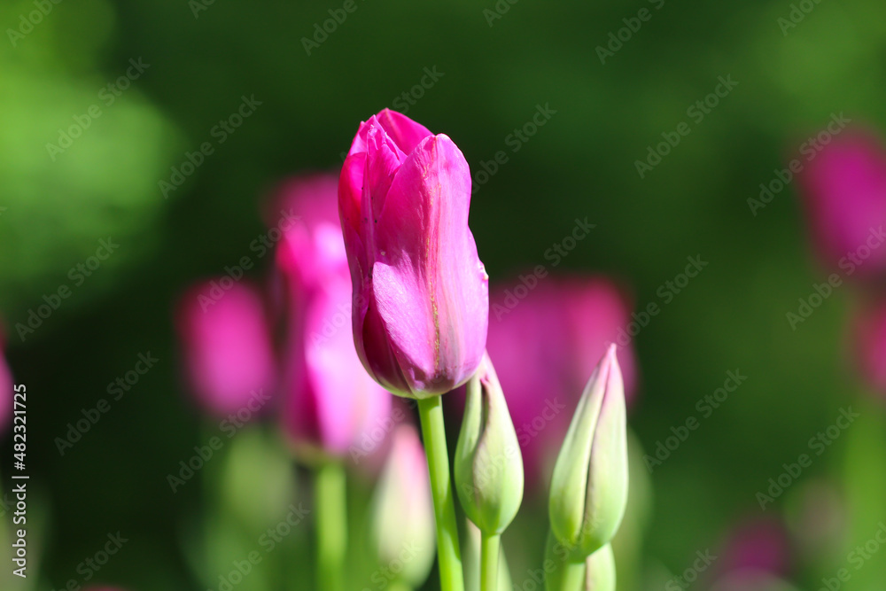 Pink tulip flower with two buds illuminated by sunlight. Soft selective focus, tulip close, toning Pink tulip flower with two buds illuminated by sunlight. Soft selective focus, tulip close, toning