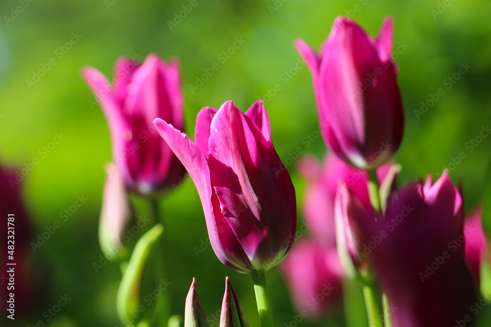 Beautiful bouquet of colorful tulips. Nature background