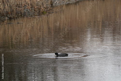 eurasian coot in the pond