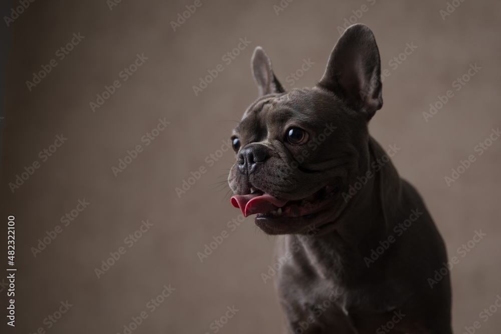 adorable french bulldog dog sticking out tongue and looking to side