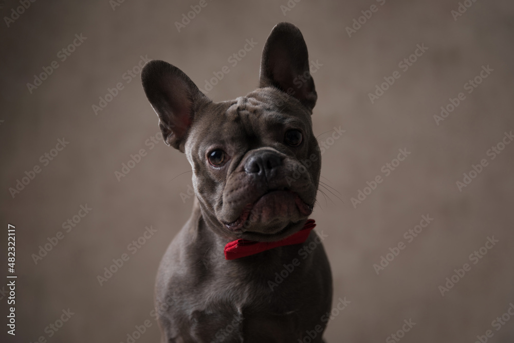 portrait of cute french bulldog dog with bowtie sitting in studio