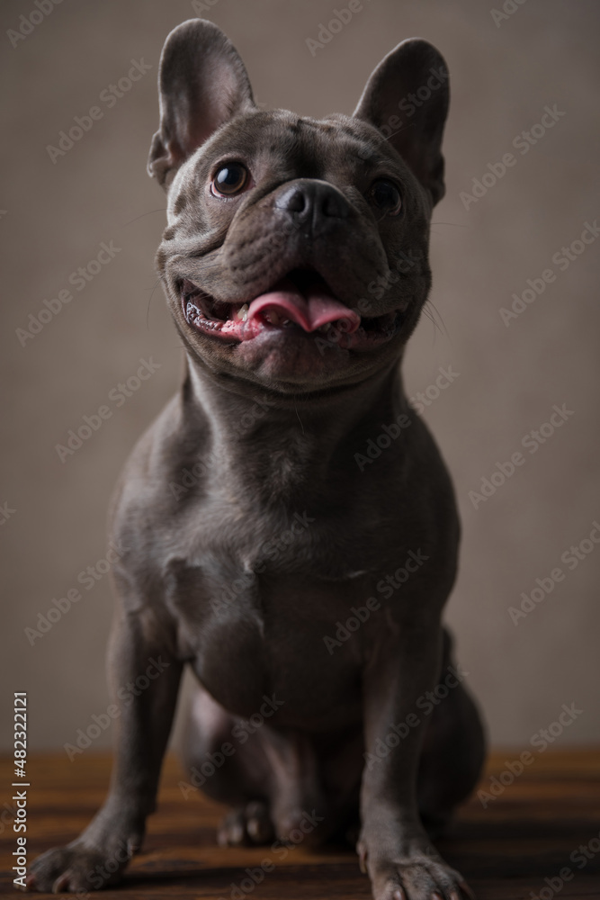 happy little french bulldog puppy sticking out tongue and looking up