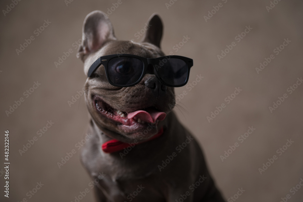 cute french bulldog pup with sunglasses and bowtie sticking out tongue