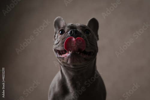 portrait of sweet french bulldog puppy sticking out tongue and looking up