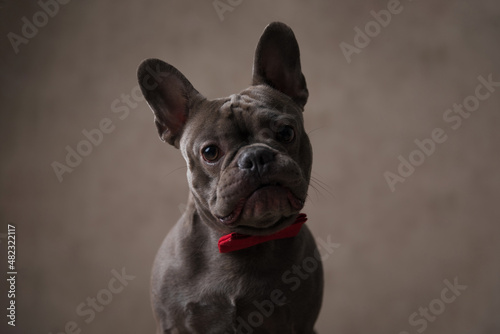 portrait of cute french bulldog dog with bowtie sitting in studio © Viorel Sima
