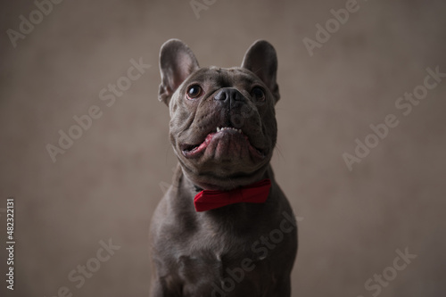 hungry little french bulldog with bowtie looking up