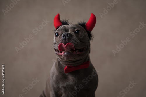 beautiful french bulldog puppy with devil horns and bowtie panting