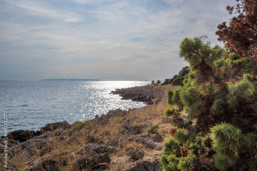 Rocky coast of the Croatian island of Pag in the sunlight, mediterranean vegetation in the foreground Rocky coast of the Croatian island of Pag in the sunlight, mediterranean vegetation in the foreground