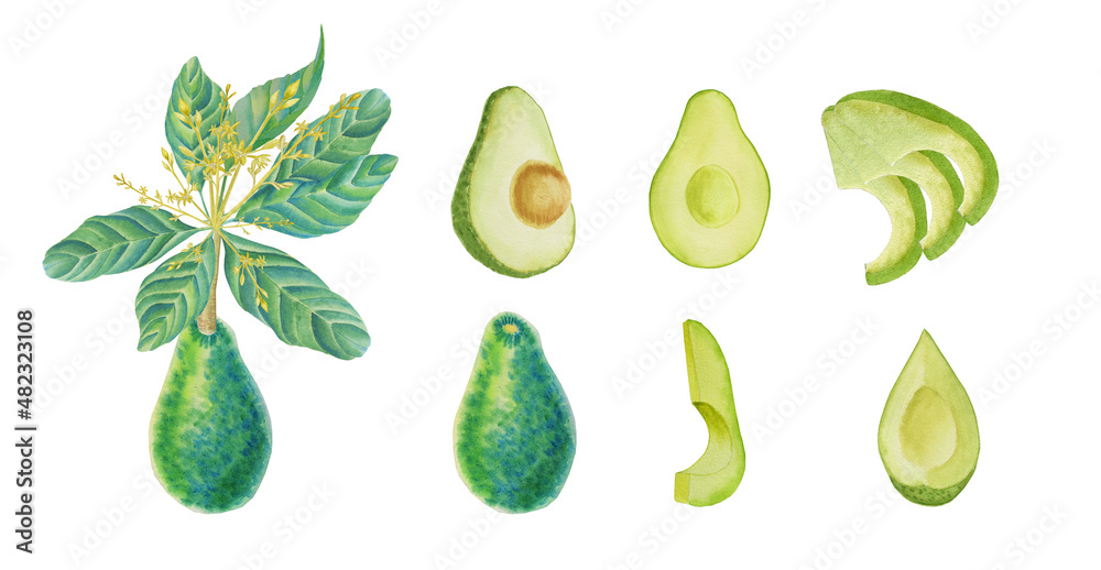 Avocado watercolor set. The fruit on the branch is whole and half. Slices on an isolated background. Hand drawn ingredient illustration for menu and package design. Avocado watercolor set. The fruit on the branch is whole and half. Slices on an isolated background. Hand drawn ingredient illustration for menu and package design.