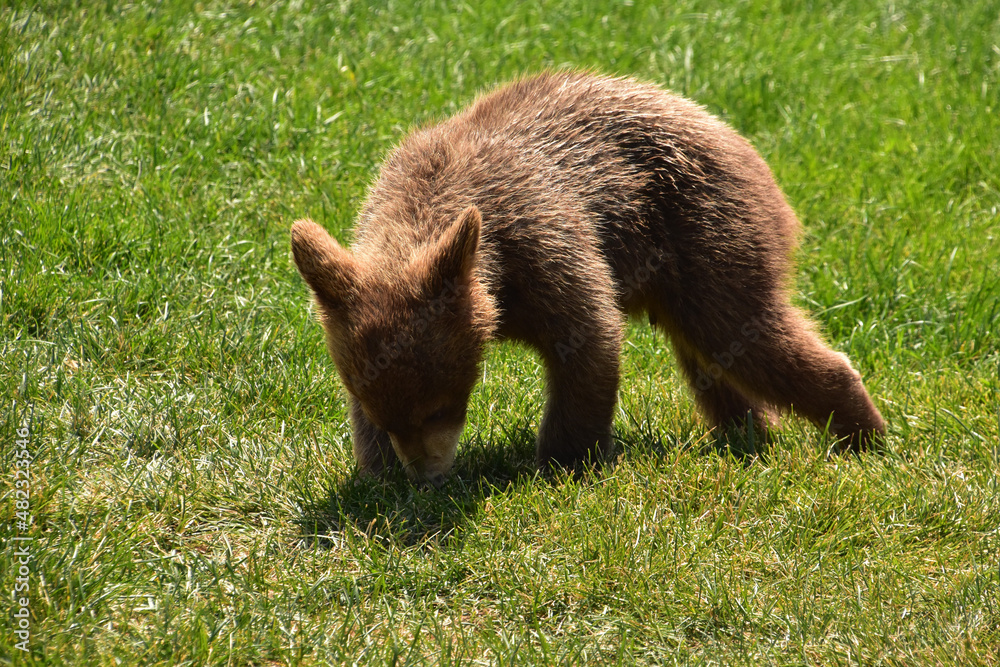 Fototapeta premium Fluffy Brown Baby Bear Cub Snuffling Around in the Grass