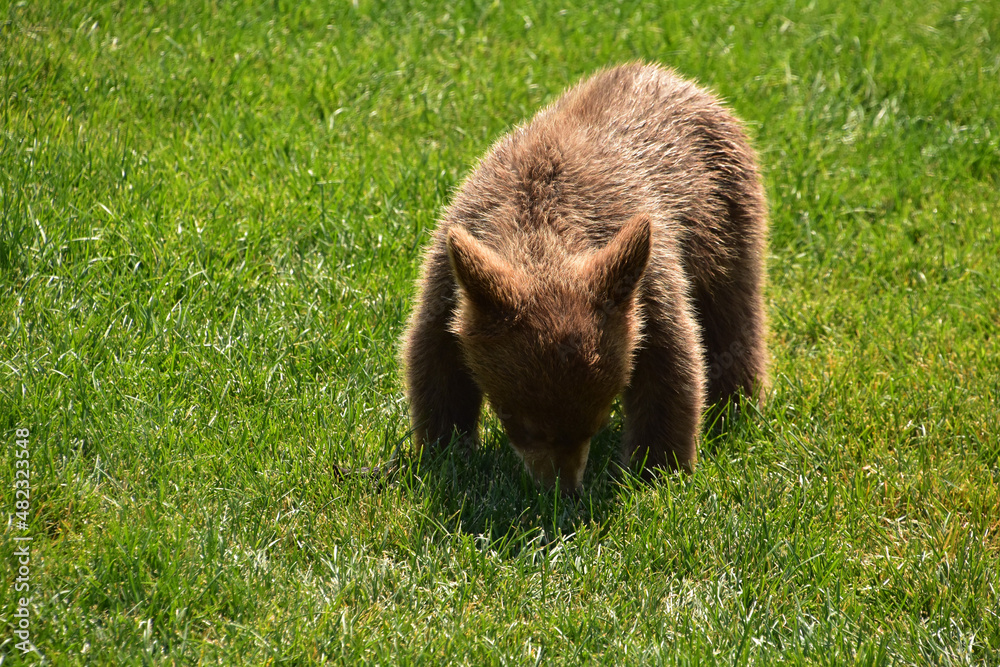 Cinnamon Colored Baby Black Bear Cub Playing Cinnamon Colored Baby Black Bear Cub Playing