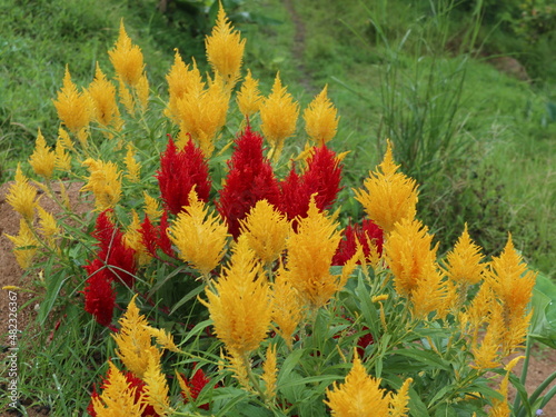 red and yellow flowers