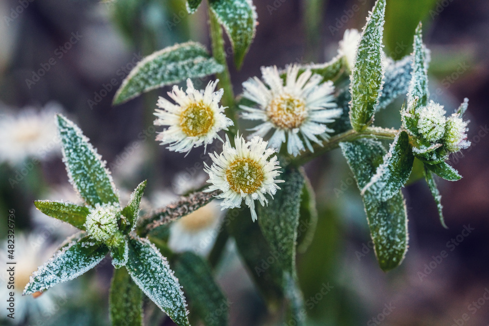 Frosty autumn morning with flower Frosty autumn morning with flower