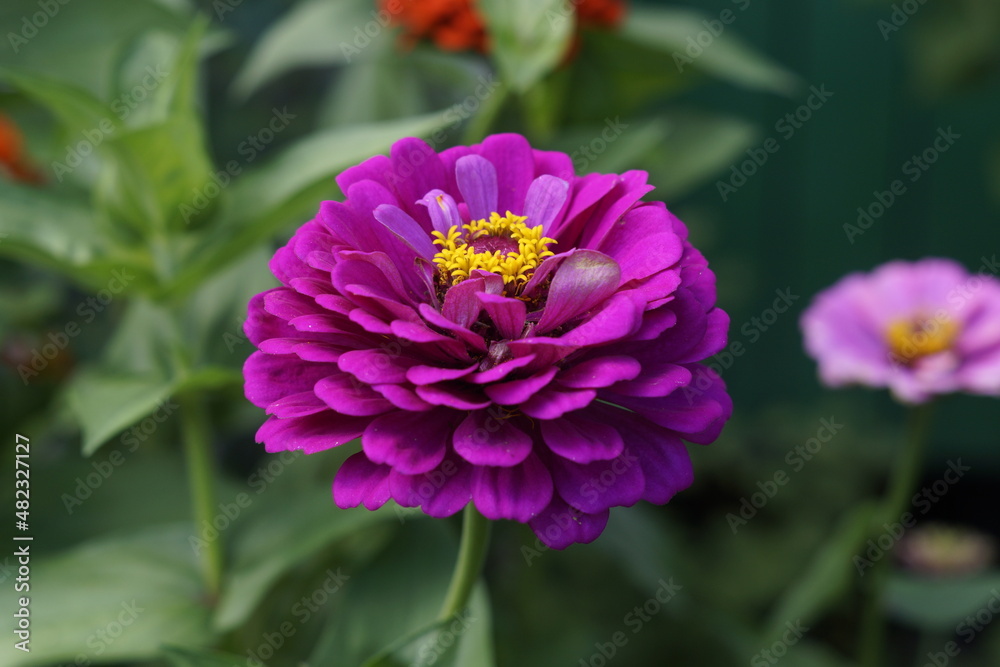 zinnia flower close-up on a green background in the garden zinnia flower close-up on a green background in the garden