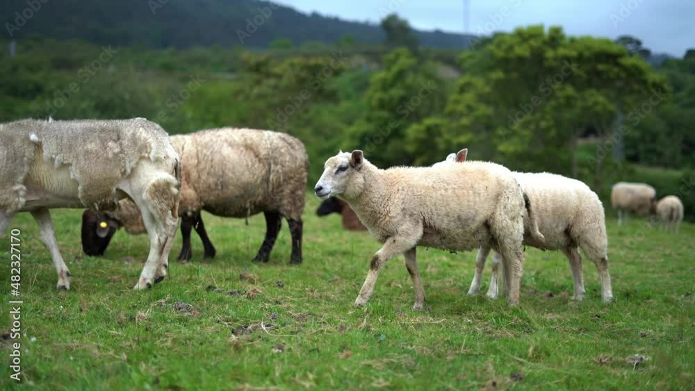 Shorn Sheep And Lambs Wandering And Ruminating In Livestock Paddock Shorn Sheep And Lambs Wandering And Ruminating In Livestock Paddock