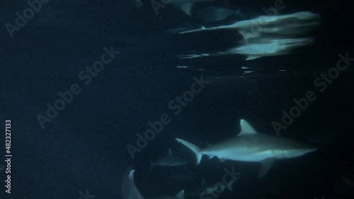 viele verschiedene Fische (Riesen-Stachelmakrele und Haie) werden Nachts mit Fischresten gefüttert	 photo