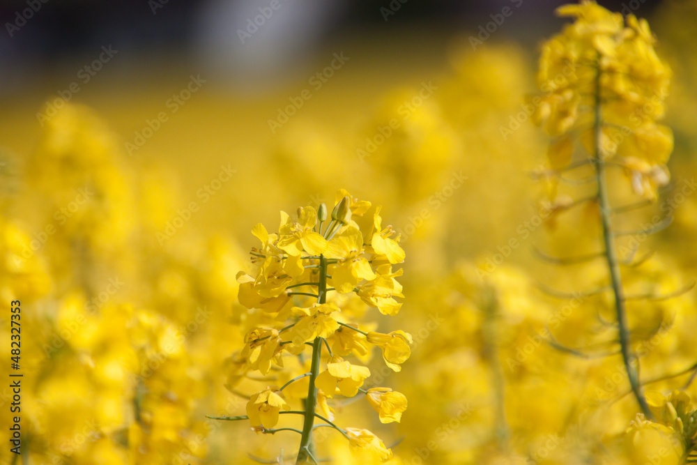 Obraz premium Rapsfeld