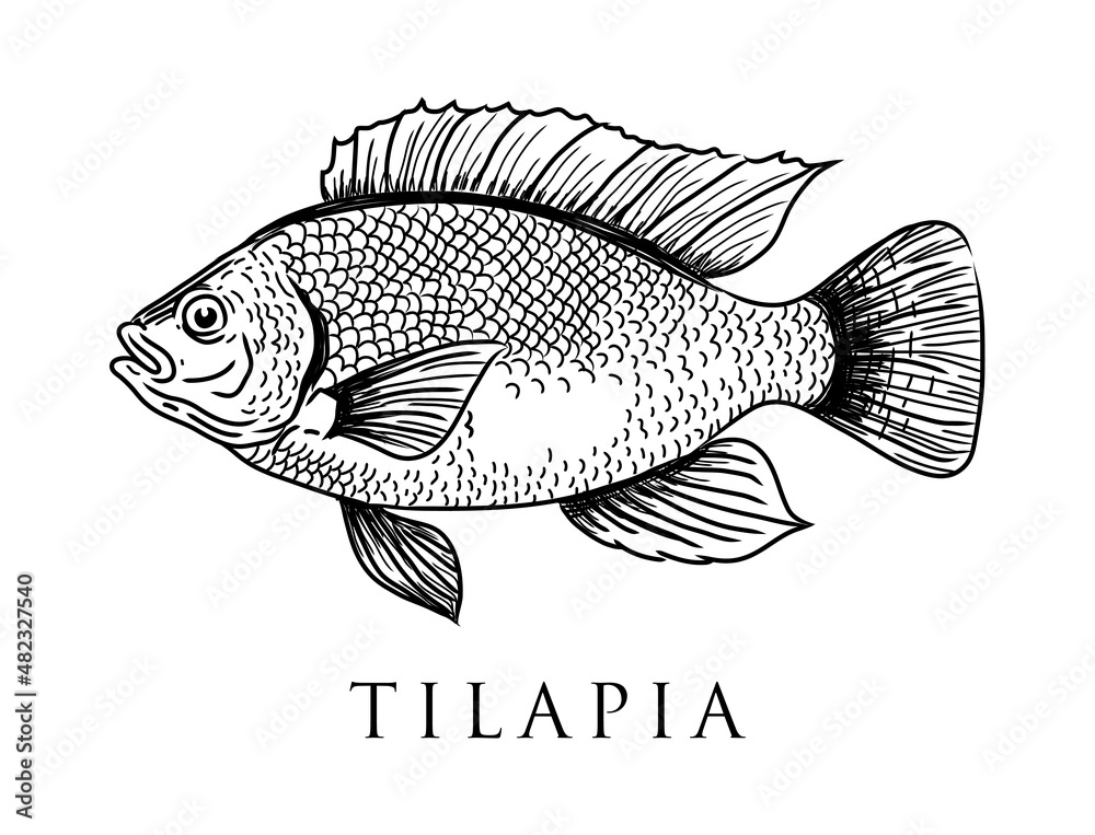 Vetor de Vector tilapia. Hand drawn icon badge fish for design seafood packaging and market. do