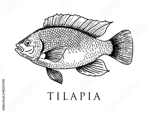 Vector tilapia. Hand drawn icon badge fish for design seafood packaging and market. photo