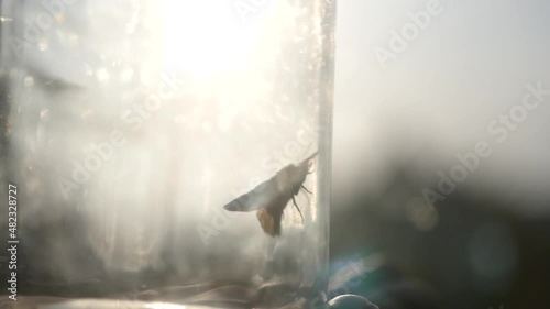 A large moth in a glass jar.